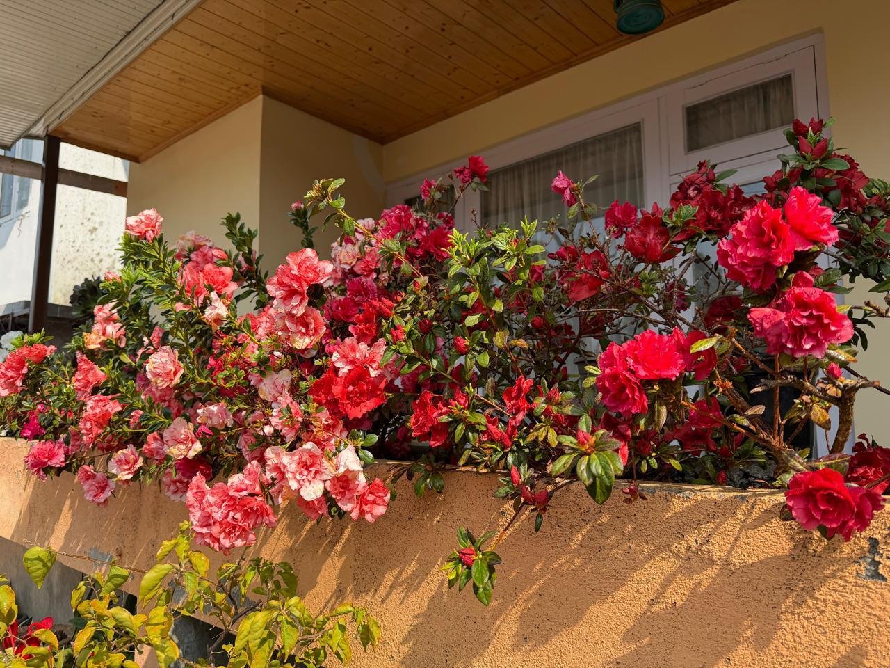 Flowers around the homestay